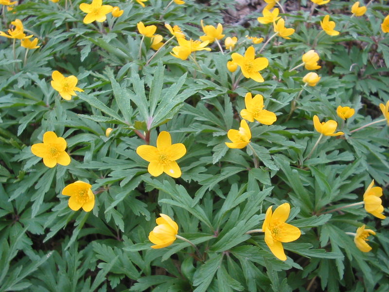 Anemone ranunculoides